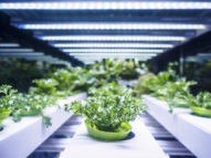Edible Garden on Republic