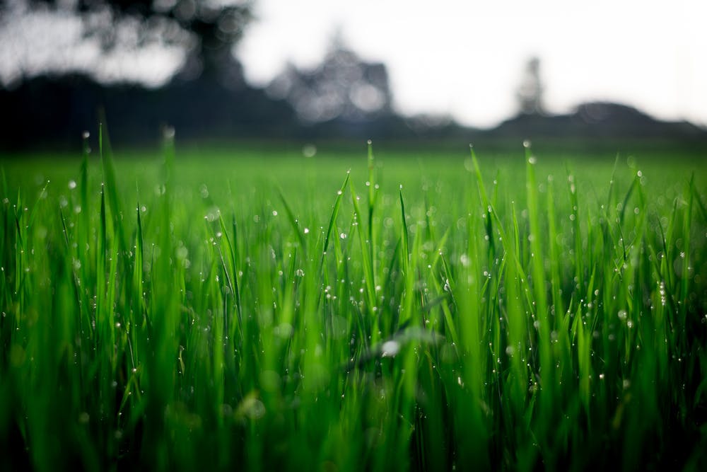 Clean Air Lawn Care