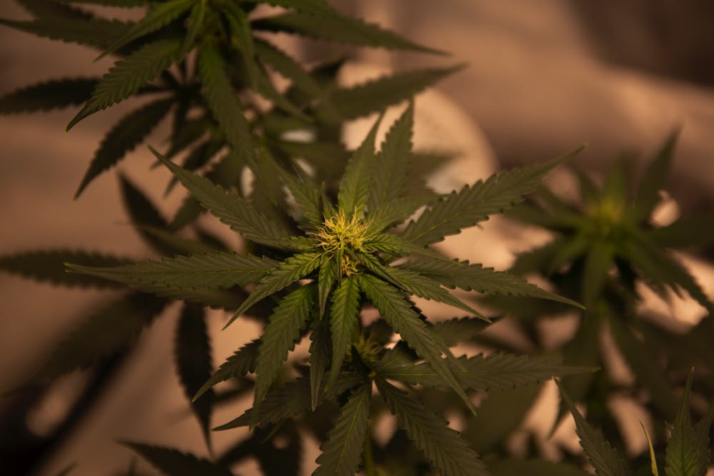 Hemp CR on Crowdsource Funded
