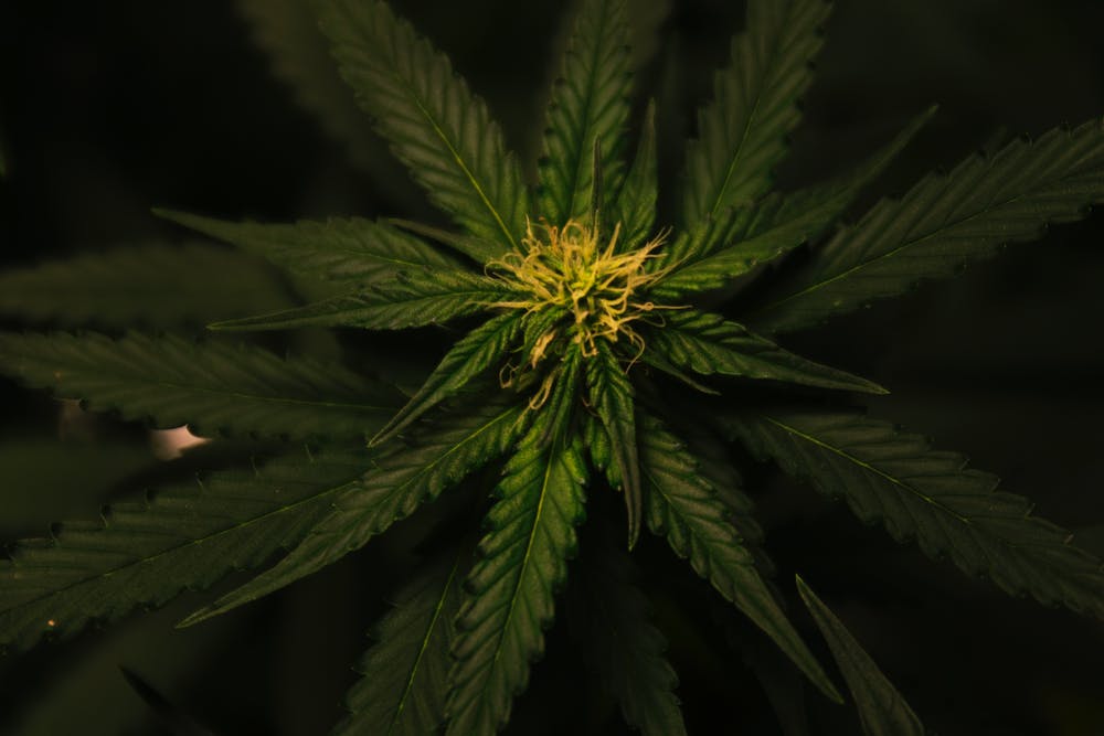 REGEN Industrial Hemp USA on Silicon Prairie On-line 2022 REGEN Industrial Hemp USA on Silicon Prairie On-line 2022