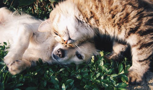 Petpal on MicroVentures
