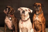 Pawlytics on Wefunder