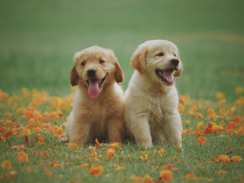 Happy Bond on Wefunder