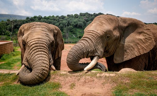 Elephant Craft Hard Seltzer on StartEngine