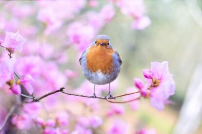 How Many Worms Did Startups Offer Early Bird Investors?