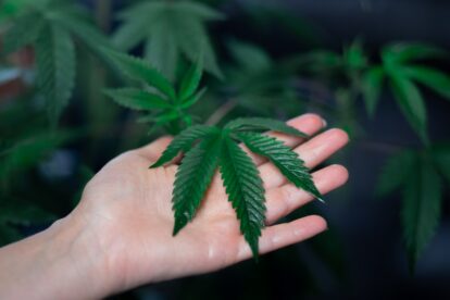 Boundless Robotics Founder Carl Palme on Judgment-Free Cannabis