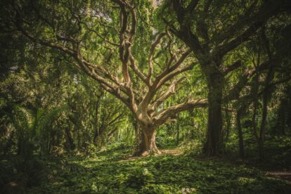 Can Startups Protect Natural Resources?